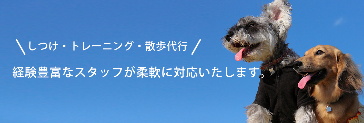 川崎市でドッグトレーニングをお探しなら　犬竹