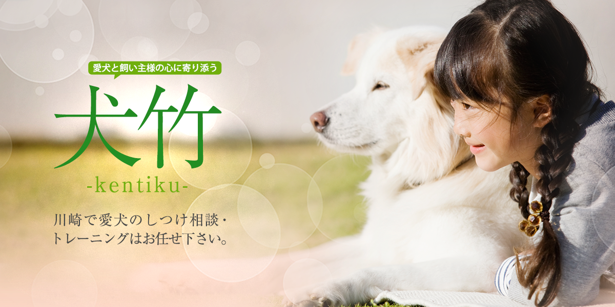 川崎で犬のしつけ相談・トレーニングはお任せください　犬竹