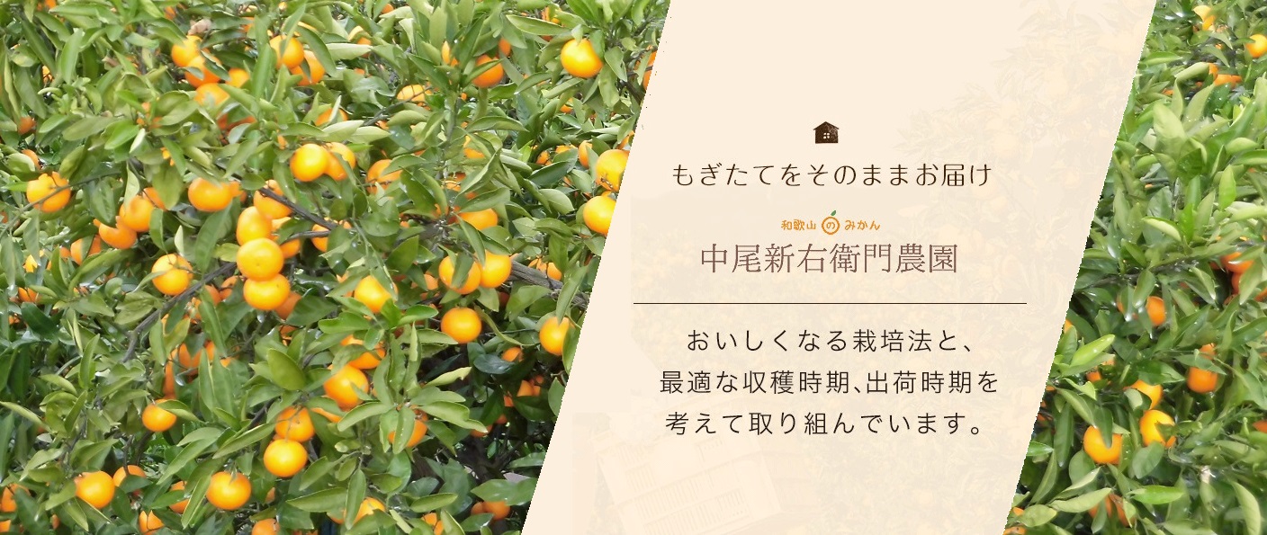 下津　柑橘類