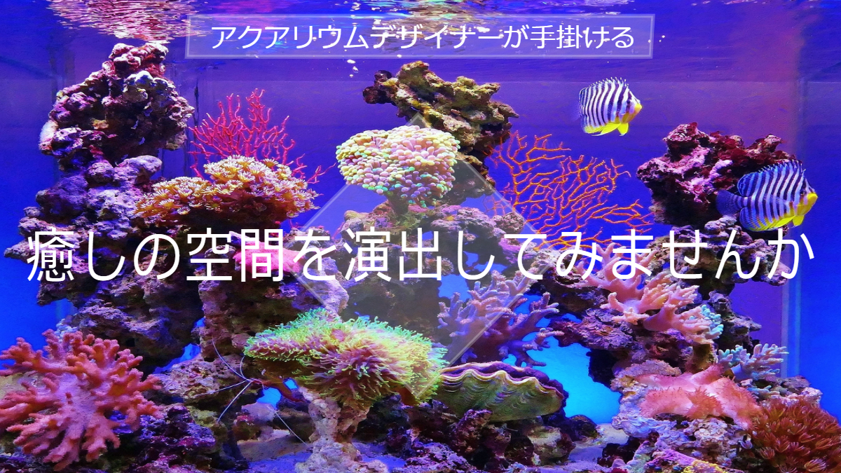 熱帯魚　横浜　鶴見区