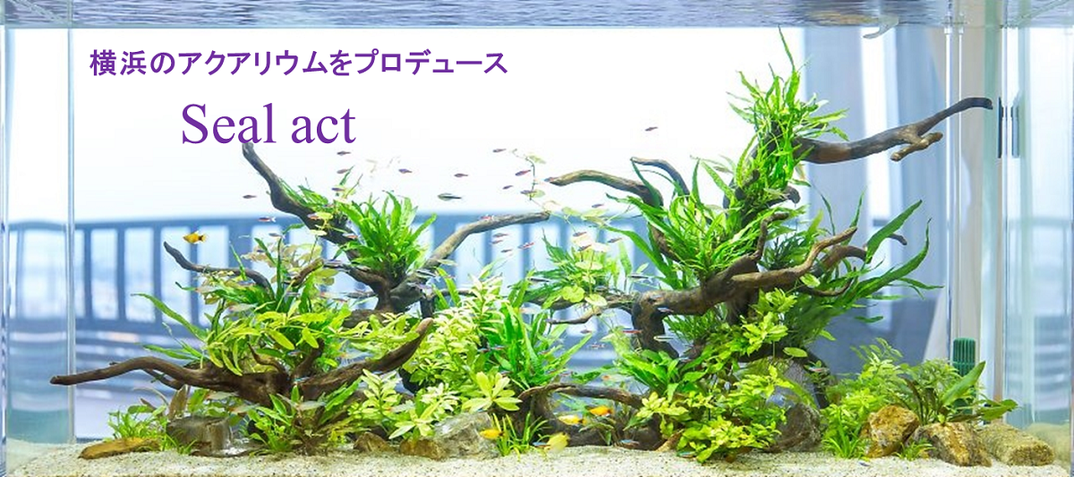 水槽のレイアウトは横浜の熱帯魚専門業者seal Act シールアクト がおすすめ